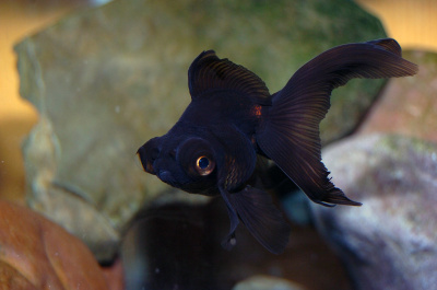 Телескоп Чёрный, L Телескоп Чёрный, L